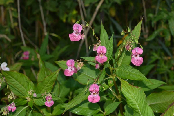 Himalaya Balsam Impatiens Glandulifera Sanft Rosa Blühende Und Aufkeimende Himalaya — Stockfoto