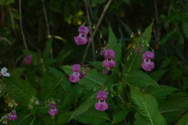 Himalaya Balsam Impatiens Glandulifera Sanft Rosa Blühende Und Aufkeimende Himalaya — Stockfoto