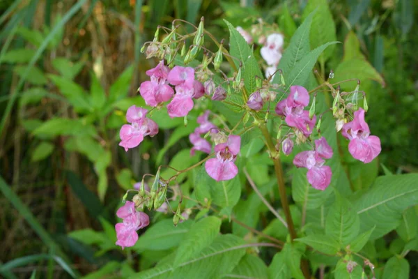 Himalaya Balsam Impatiens Glandulifera Soft Rose Floraison Bourgeonnement Himalaya Balsam — Photo