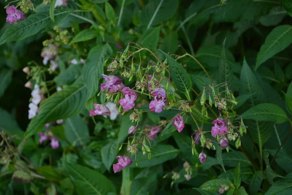 Bálsamo Del Himalaya Impatiens Glandulifera Soft Rosa Que Florece Florece —  Fotos de Stock