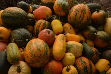 Arkaplan dokusu: bir grup balkabağı. Sonbahar teması, balkabağı koleksiyonu. Bir sürü sarı, turuncu ve yeşil balkabağı. Köyde hasat, parlak sebzeler..