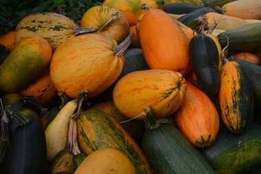 Arkaplan dokusu: bir grup balkabağı. Sonbahar teması, balkabağı koleksiyonu. Bir sürü sarı, turuncu ve yeşil balkabağı. Köyde hasat, parlak sebzeler..