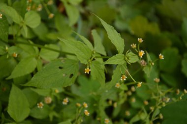 Galinsoga Parviflora - yazlık evlerinde popüler ot. Guasca, mielcilla, galinsoga, yiğit asker, yiğit ot ya da patates otunun çiçekleri. Odaklan..