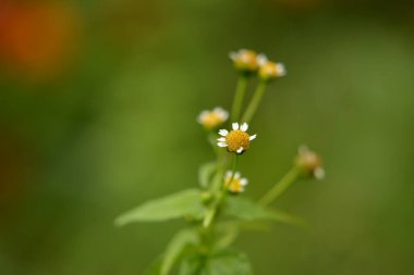 Galinsoga Parviflora - yazlık evlerinde popüler ot. Guasca, mielcilla, galinsoga, yiğit asker, yiğit ot ya da patates otunun çiçekleri. Odaklan..