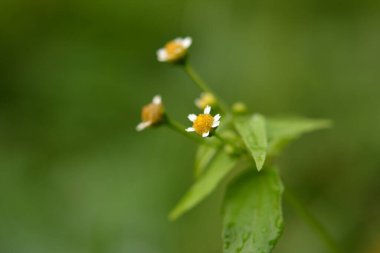 Galinsoga Parviflora - yazlık evlerinde popüler ot. Guasca, mielcilla, galinsoga, yiğit asker, yiğit ot ya da patates otunun çiçekleri. Odaklan..