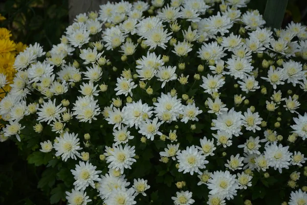 Canteiro Flores Com Flores Crisântemo Bela Composição Parque Público Belo — Fotografia de Stock