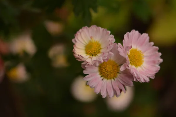 Aiuola Con Fiori Crisantemo Bella Composizione Parco Pubblico Bellissimo Sfondo — Foto Stock