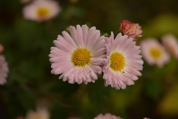 Blumenbeet Mit Chrysanthemenblüten Schöne Komposition Einem Öffentlichen Park Schöner Hintergrund — Stockfoto