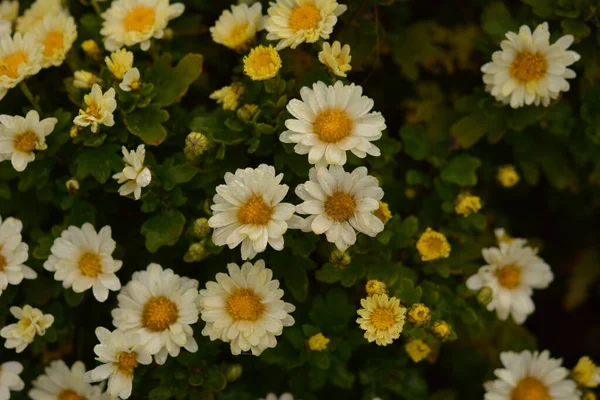 Aiuola Con Fiori Crisantemo Bella Composizione Parco Pubblico Bellissimo Sfondo — Foto Stock