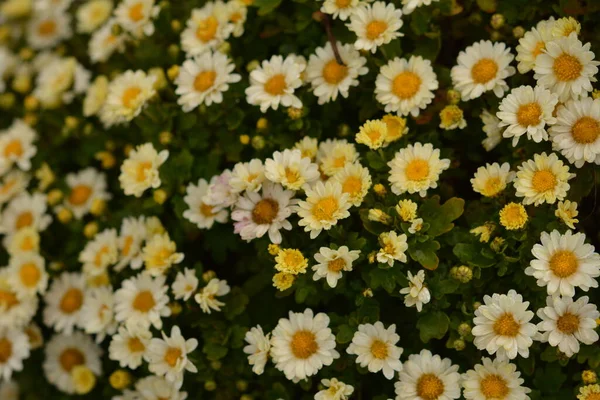 Rabatt Med Krysantemum Blommor Vacker Komposition Offentlig Park Vacker Bakgrund — Stockfoto