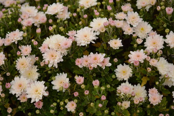 菊の花 公園の美しい組成 花の美しい背景 — ストック写真