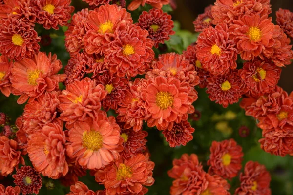 Blumenbeet Mit Chrysanthemenblüten Schöne Komposition Einem Öffentlichen Park Schöner Hintergrund — Stockfoto