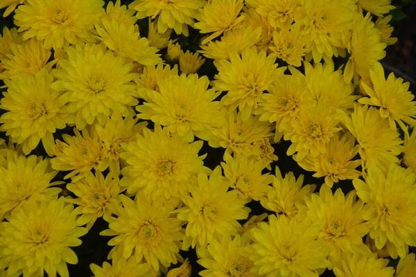 Canteiro Flores Com Flores Crisântemo Bela Composição Parque Público Belo — Fotografia de Stock