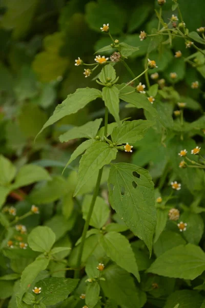 Galinsoga Parviflora Hierba Popular Casa Verano Flores Pequeñas Guasca Mielcilla —  Fotos de Stock