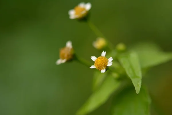 夏のコテージで人気のある雑草 Galinsoga Parviflora Comグアスカやミエルシラの小さな花やガリンソガやギャラントソルジャーやクイック雑草やジャガイモの雑草が閉じます 選択的な焦点 — ストック写真