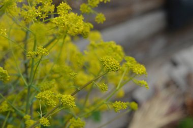 Bahar bahçesinde bal taşıyan Woad (Isatis tinctoria) güzel bir şekilde çiçek açar. Resmin seçmeli odağı.