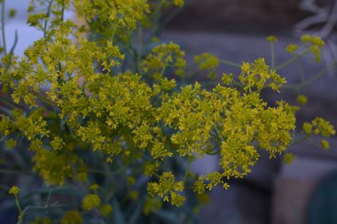 Bahar bahçesinde bal taşıyan Woad (Isatis tinctoria) güzel bir şekilde çiçek açar. Resmin seçmeli odağı.