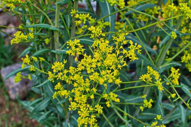 Bahar bahçesinde bal taşıyan Woad (Isatis tinctoria) güzel bir şekilde çiçek açar. Resmin seçmeli odağı.