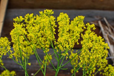 Bahar bahçesinde bal taşıyan Woad (Isatis tinctoria) güzel bir şekilde çiçek açar. Resmin seçmeli odağı.