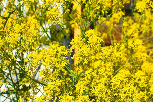 Planta Produtora Mel Woad Isatis Tinctoria Floresce Lindamente Jardim Primavera — Fotografia de Stock