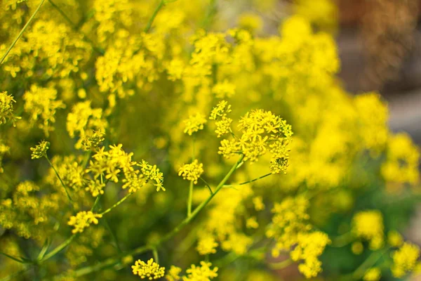 Bahar bahçesinde bal taşıyan Woad (Isatis tinctoria) güzel bir şekilde çiçek açar. Resmin seçmeli odağı.