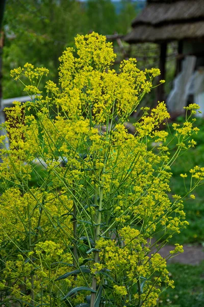 Jarní Zahradě Krásně Kvete Medonosná Rostlina Woad Isatis Tinctoria Selektivní — Stock fotografie