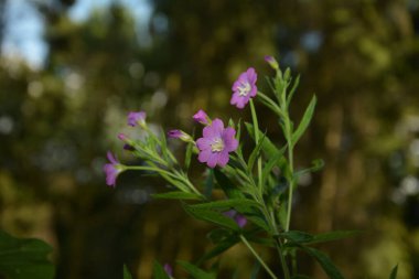 Mavi hanımeli (Lonicera caerulea var. Edulis). Ayrıca böğürtlen, böğürtlen, böğürtlen, böğürtlen ve böğürtlen olarak da bilinir..