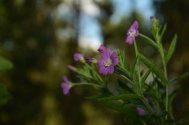 Mavi hanımeli (Lonicera caerulea var. Edulis). Ayrıca böğürtlen, böğürtlen, böğürtlen, böğürtlen ve böğürtlen olarak da bilinir..