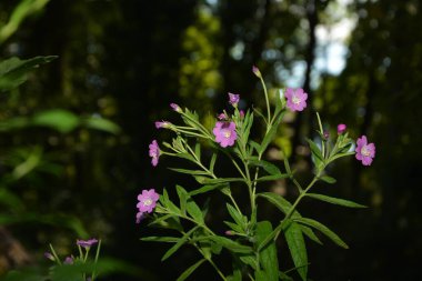 Mavi hanımeli (Lonicera caerulea var. Edulis). Ayrıca böğürtlen, böğürtlen, böğürtlen, böğürtlen ve böğürtlen olarak da bilinir..