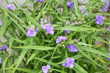 Mavi hanımeli (Lonicera caerulea var. Edulis). Ayrıca böğürtlen, böğürtlen, böğürtlen, böğürtlen ve böğürtlen olarak da bilinir..