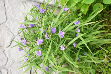 Mavi hanımeli (Lonicera caerulea var. Edulis). Ayrıca böğürtlen, böğürtlen, böğürtlen, böğürtlen ve böğürtlen olarak da bilinir..