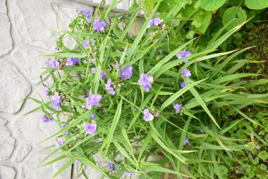 Mavi hanımeli (Lonicera caerulea var. Edulis). Ayrıca böğürtlen, böğürtlen, böğürtlen, böğürtlen ve böğürtlen olarak da bilinir..