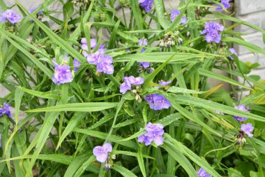 Mavi hanımeli (Lonicera caerulea var. Edulis). Ayrıca böğürtlen, böğürtlen, böğürtlen, böğürtlen ve böğürtlen olarak da bilinir..