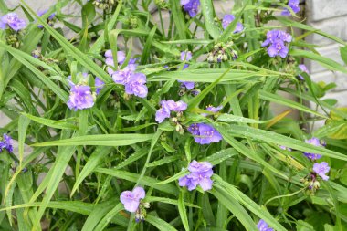 Mavi hanımeli (Lonicera caerulea var. Edulis). Ayrıca böğürtlen, böğürtlen, böğürtlen, böğürtlen ve böğürtlen olarak da bilinir..