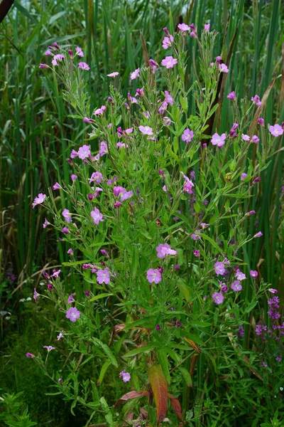 Çiçek Açarken Söğüt Bitkisi Epilobium Hirsutum Kırmızı Çiçekli Ilaç Bitkisi — Stok fotoğraf