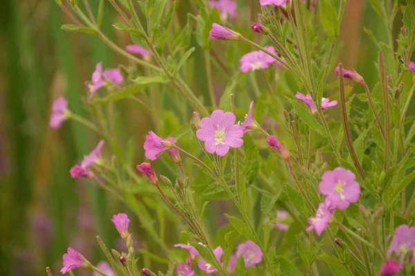 Erva Salgueiro Epilobium Hirsutum Durante Floração Planta Medicinal Com Flores — Fotografia de Stock