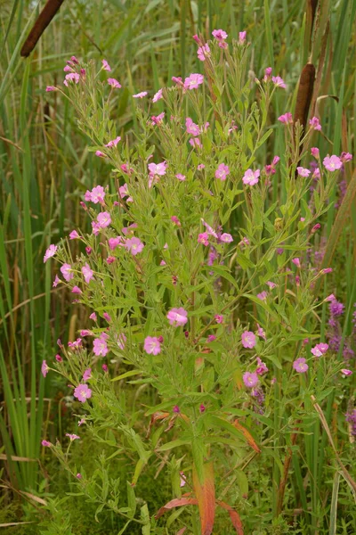 Willow Herb Epilobium Hirsutum Během Květu Léčivá Rostlina Červenými Květy — Stock fotografie