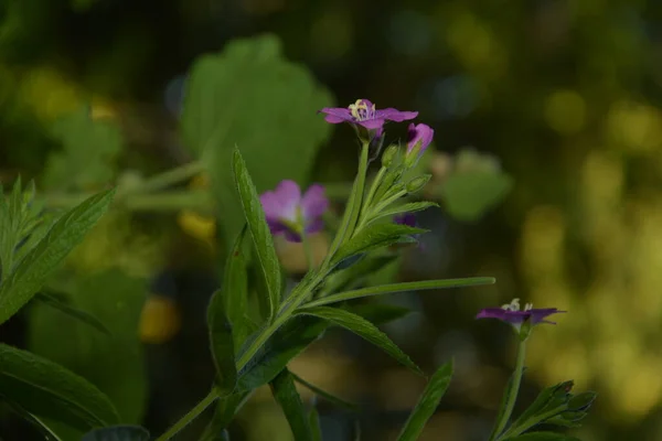 Erva Salgueiro Epilobium Hirsutum Durante Floração Planta Medicinal Com Flores — Fotografia de Stock