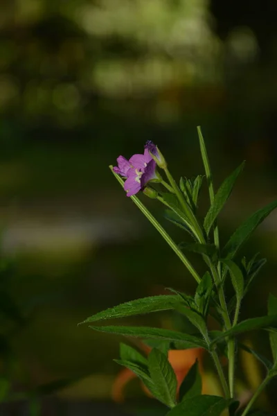 Çiçek Açarken Söğüt Bitkisi Epilobium Hirsutum Kırmızı Çiçekli Ilaç Bitkisi — Stok fotoğraf