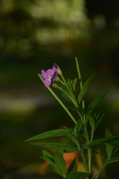 Çiçek Açarken Söğüt Bitkisi Epilobium Hirsutum Kırmızı Çiçekli Ilaç Bitkisi — Stok fotoğraf