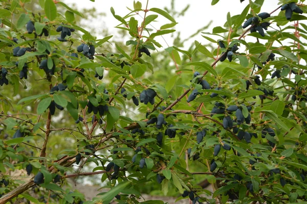 Madreselva Azul Lonicera Caerulea Var Edulis Conocida También Como Honeyberry — Foto de Stock