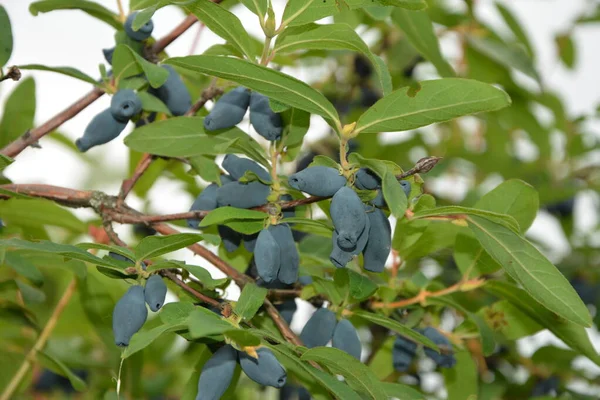 Mavi hanımeli (Lonicera caerulea var. Edulis). Ayrıca böğürtlen, böğürtlen, böğürtlen, böğürtlen ve böğürtlen olarak da bilinir..