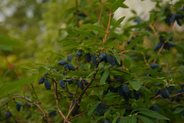 Lonicera Caerulea Var 블루베리 스위트 베리로도 알려져 있습니다 — 스톡 사진