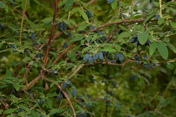 Madressilva Azul Lonicera Caerulea Var Edulis Conhecido Também Como Honeyberry — Fotografia de Stock