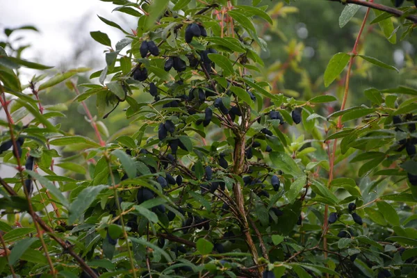 Madressilva Azul Lonicera Caerulea Var Edulis Conhecido Também Como Honeyberry — Fotografia de Stock