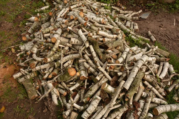 Huş Ağacı Kütükleri Yakın Plan Huş Ağacı Yakacak Odun Kereste — Stok fotoğraf