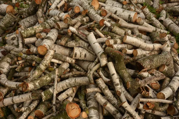 Réserves Billes Bouleau Peu Près Bois Chauffage Bouleau Industrie Bois — Photo