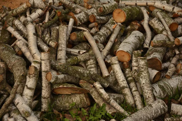 Réserves Billes Bouleau Peu Près Bois Chauffage Bouleau Industrie Bois — Photo