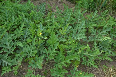 Citrullus lanatus Vine, Cucurbitaceae familyasının büyük, sulu meyvelerini üretir. Bahçede yetişen bir karpuz, yeşil yapraklar ve sarı bir çiçek.