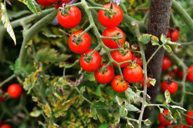 Serada yetişen olgun domates bitkisi. Organik sebze bahçesindeki bir dalda taze kırmızı domatesler. Reklam mesajınız için bulanık arkaplan ve kopyalama alanı